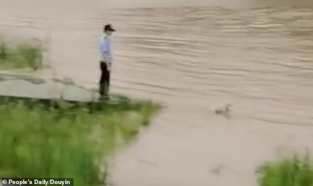 Perrita desafía las peligrosas aguas para rescatar a su cachorro de las inundaciones