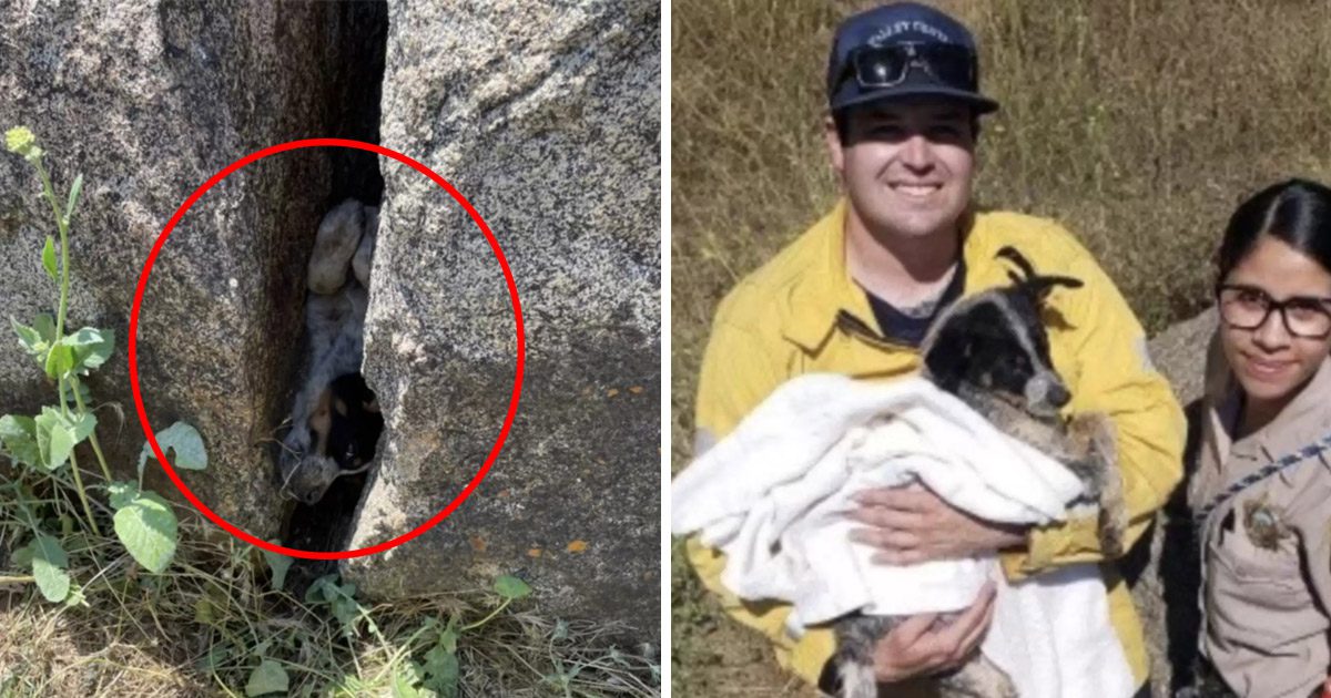 Trabajadores de construcción rescatan a un cachorro atrapado entre unas rocas