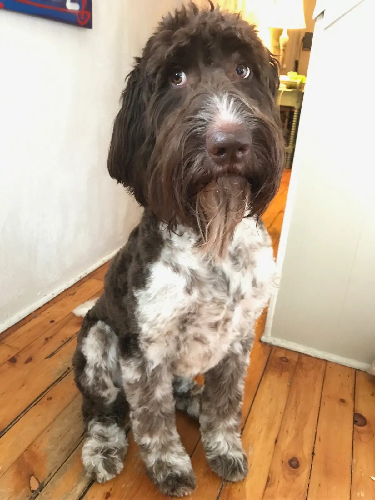 Perro Devora $4,000 en Efectivo, lo que hicieron sus dueños te sorprenderá