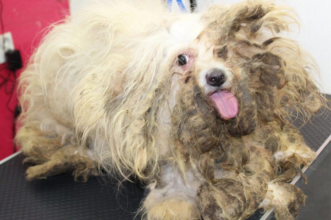 Perro Maltratado Recibe su Primer Corte de Pelo Después de 9 Años