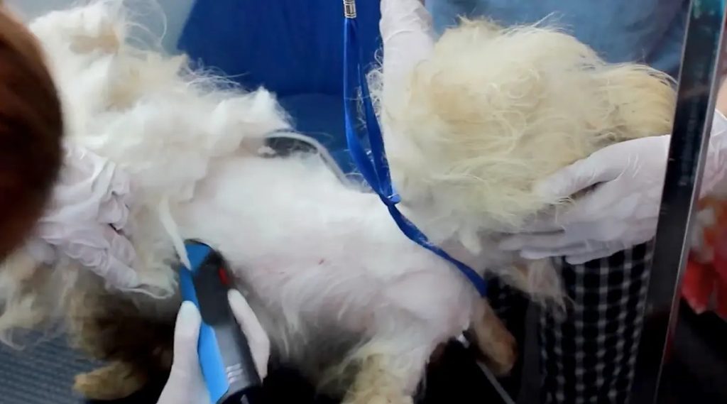 Perro Maltratado Recibe su Primer Corte de Pelo Después de 9 Años