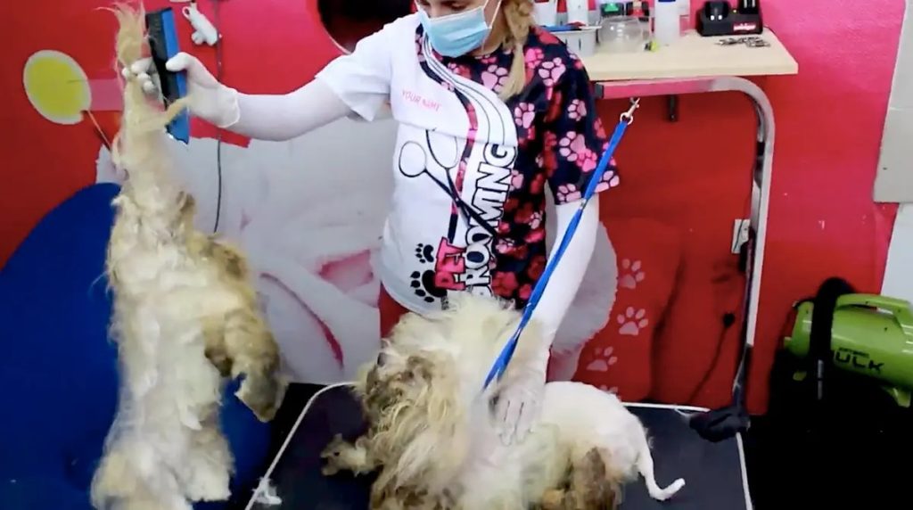 Perro Maltratado Recibe su Primer Corte de Pelo Después de 9 Años