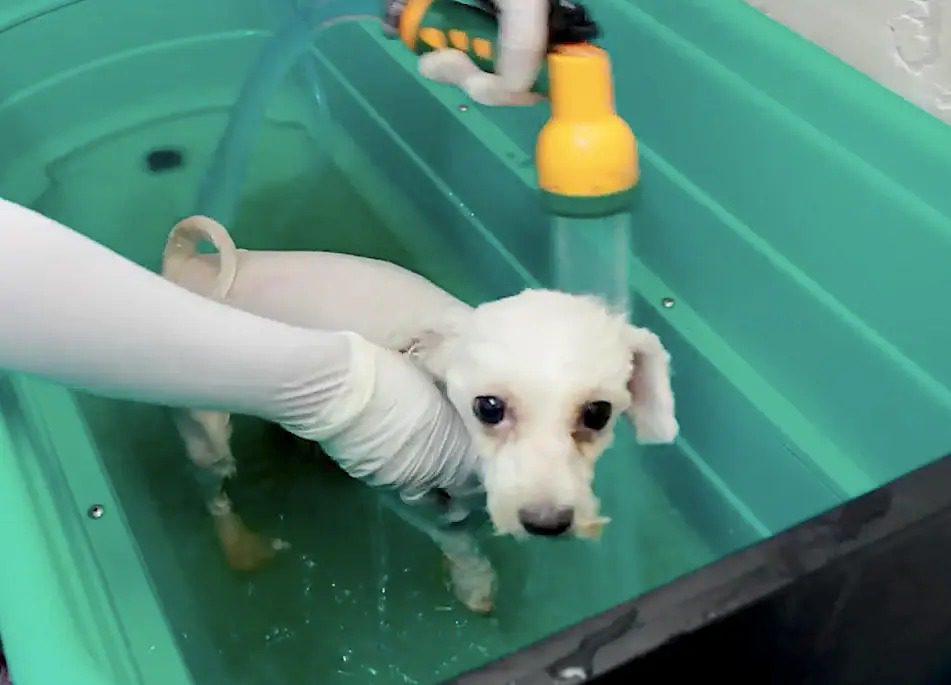 Perro Maltratado Recibe su Primer Corte de Pelo Después de 9 Años