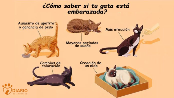 ¿Cómo Saber Si Tu Gata Está Embarazada? - Diario De Animales