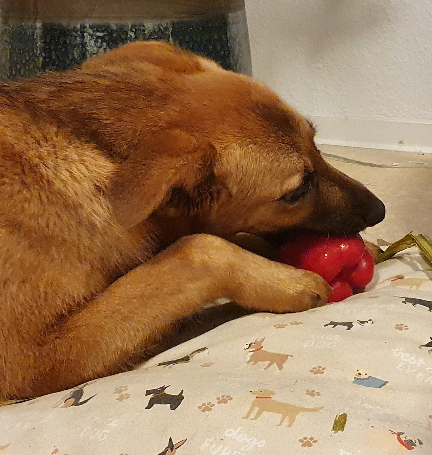 Perro joven comiendo un pequeño trozo de pimiento rojo