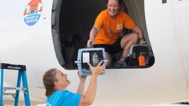Voluntarios descargan un transportador con un gato evacuado desde Texas después de las inundaciones