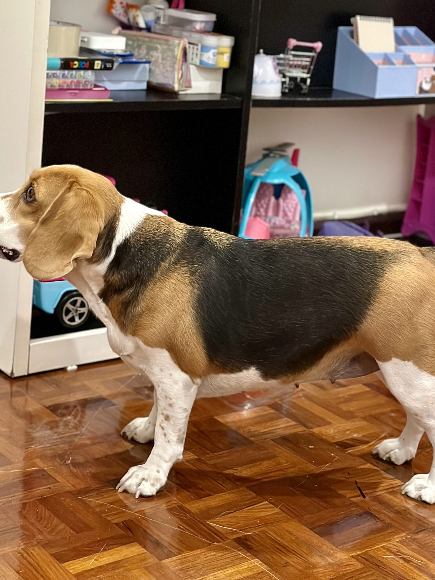 Perro beagle de pie en el interior de una habitación