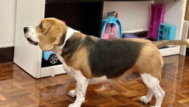Perro beagle de pie en el interior de una habitación