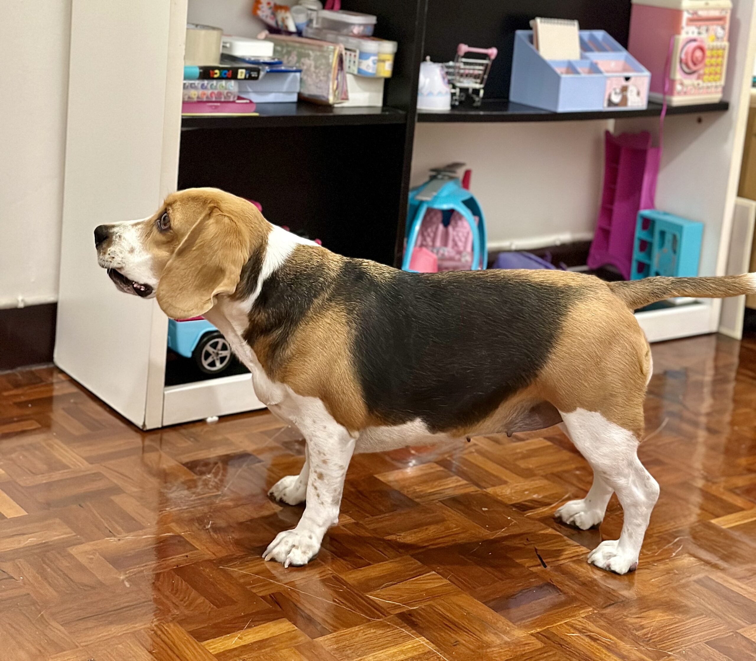 Perros hipoalergénicos: CRISPR elimina un alérgeno