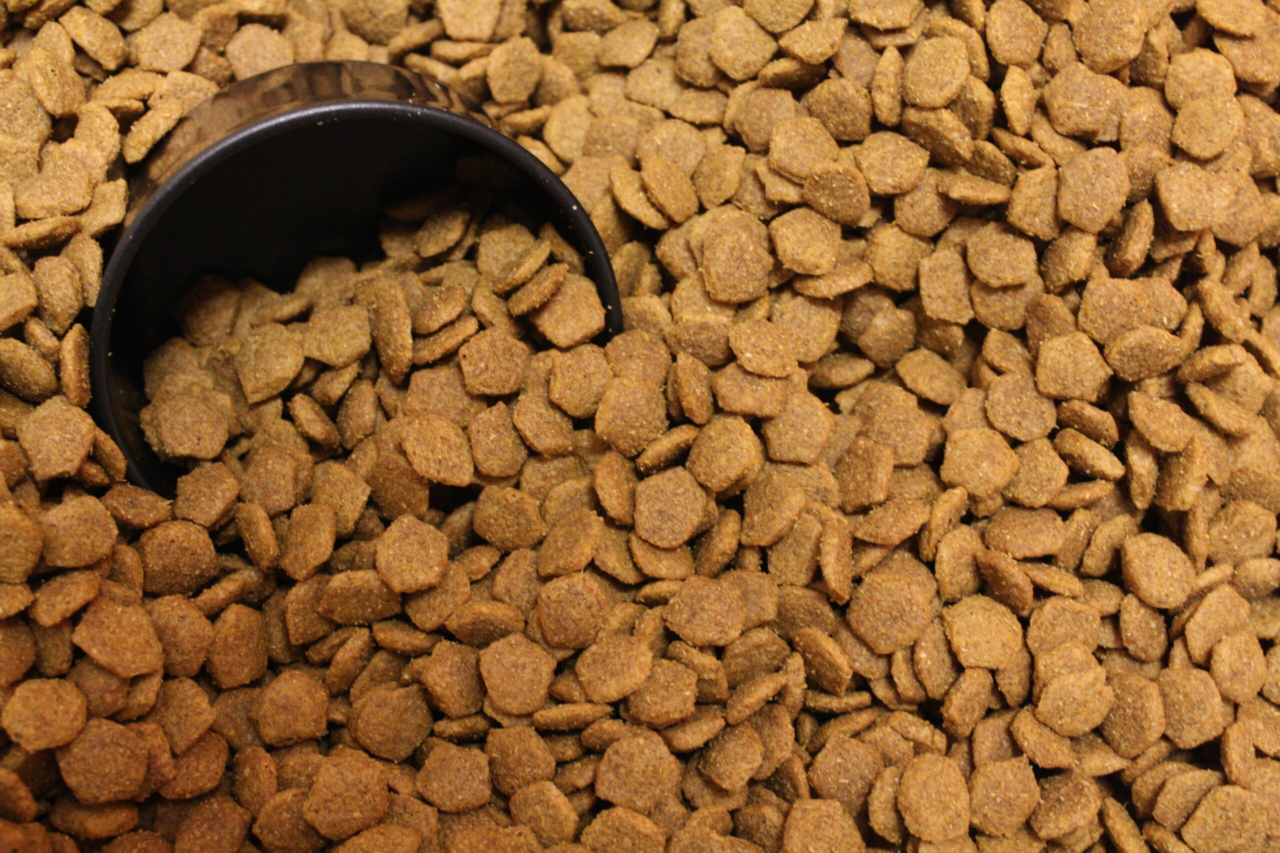 Croquetas de alimento seco para perros en un recipiente