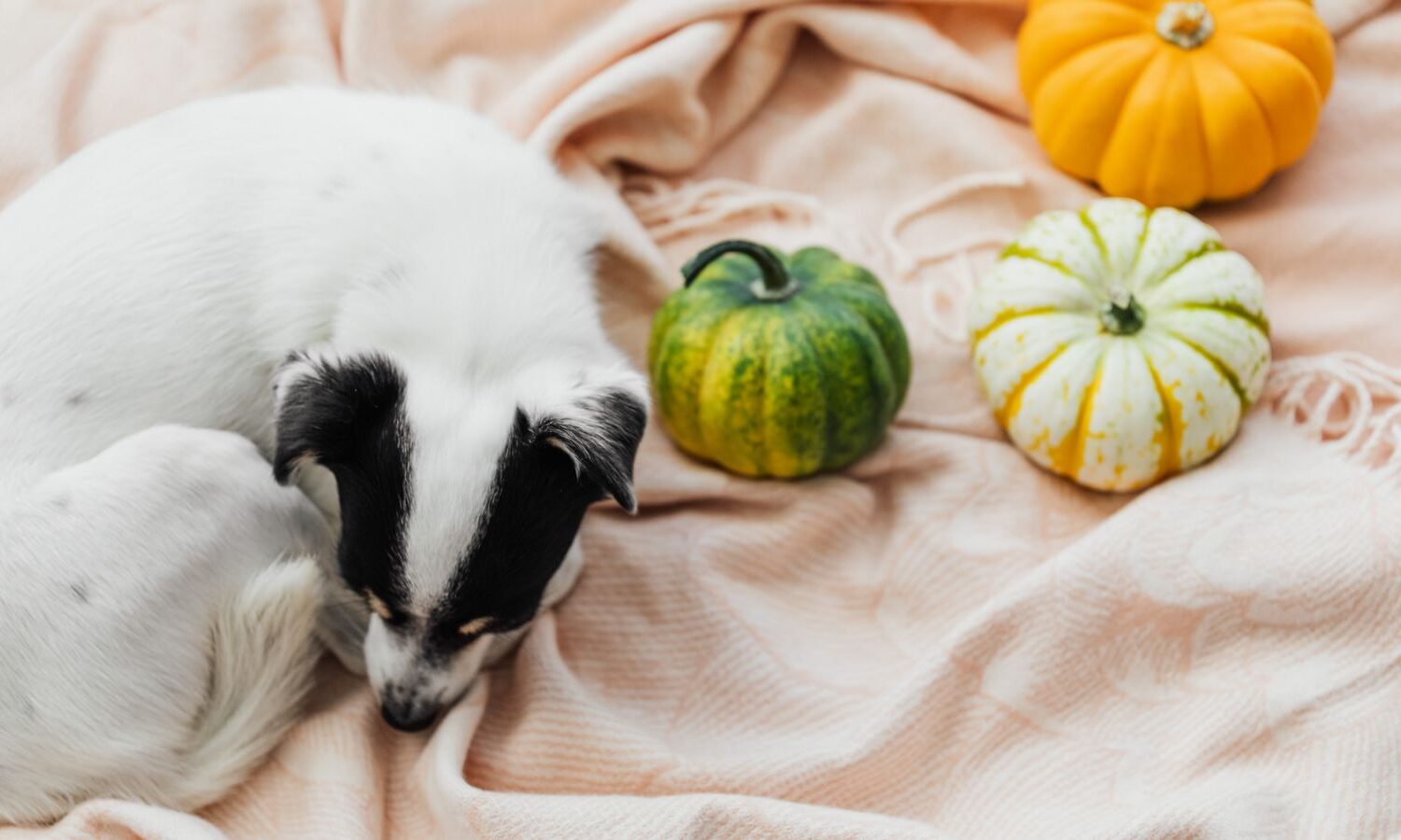 Perro sentado junto a calabazas utilizadas para preparar premios caseros