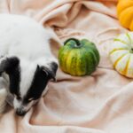 Perro sentado junto a calabazas utilizadas para preparar premios caseros