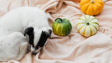 Perro sentado junto a calabazas utilizadas para preparar premios caseros