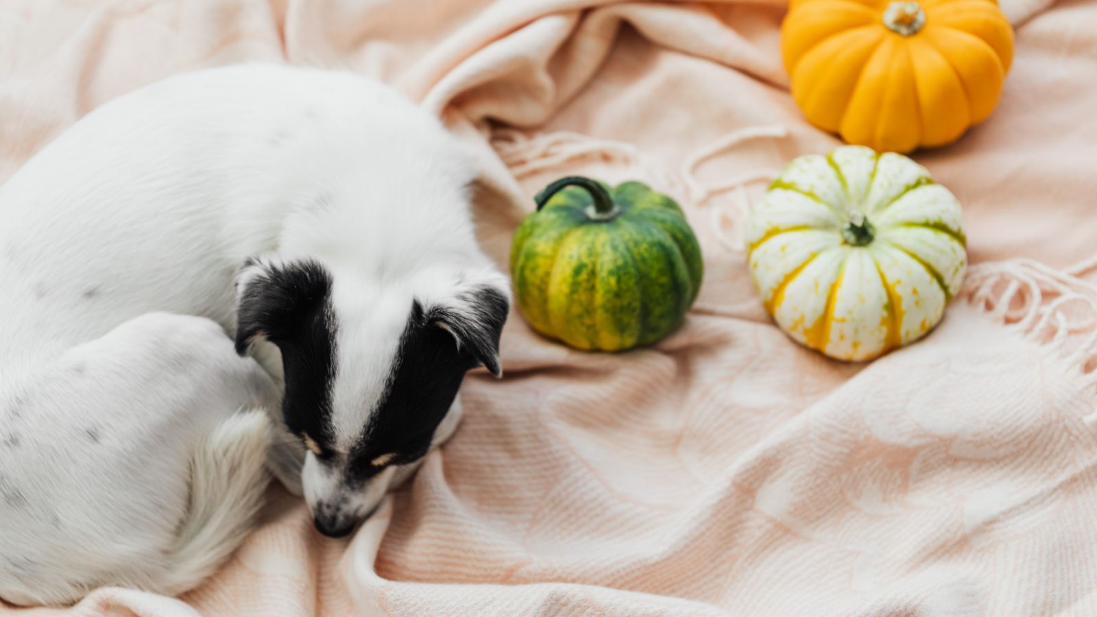 Galletas para perros sin horno con calabaza y avena
