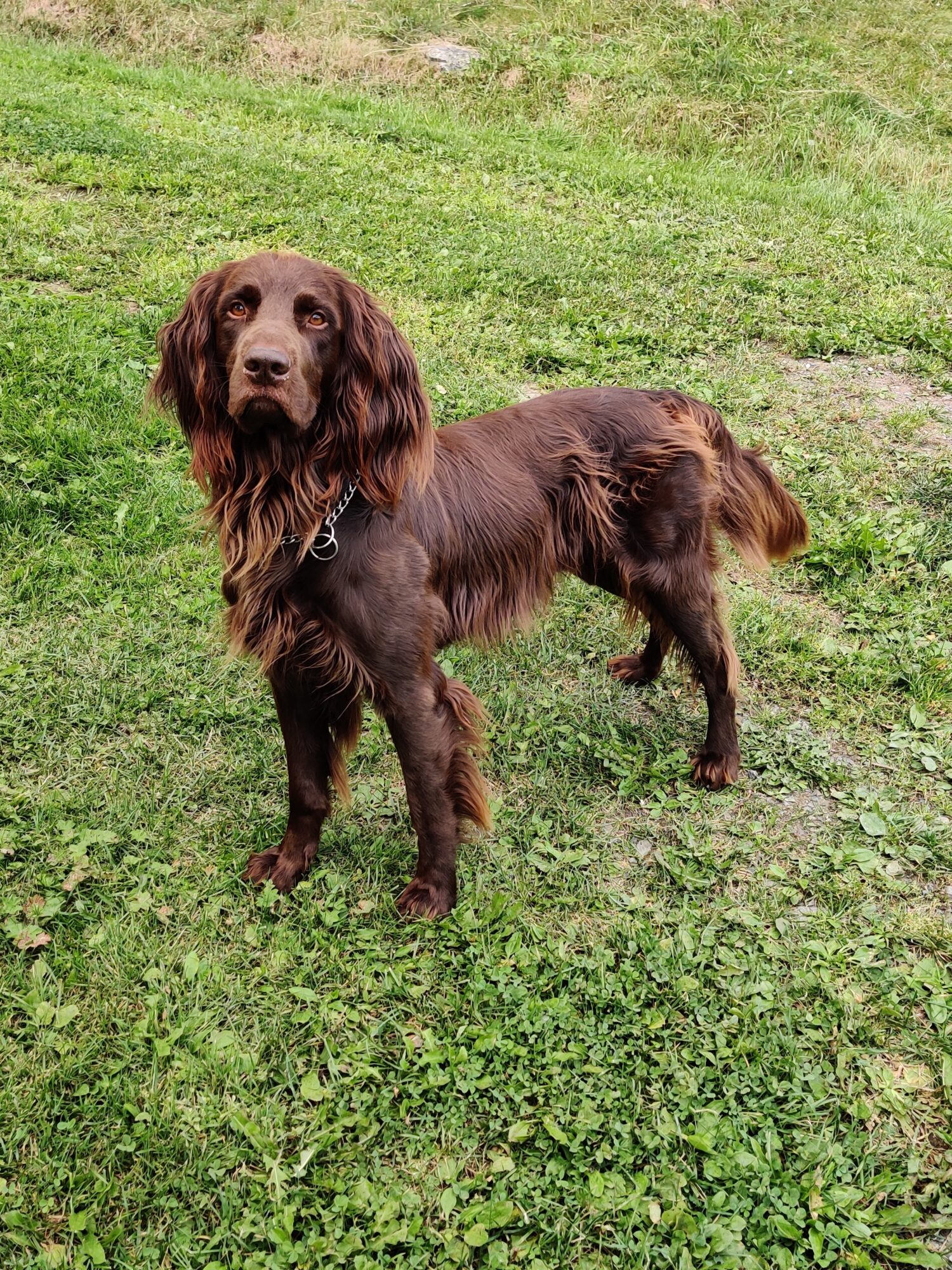 Perro de pelo largo en un entorno exterior