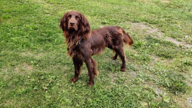 Perro de pelo largo en un entorno exterior