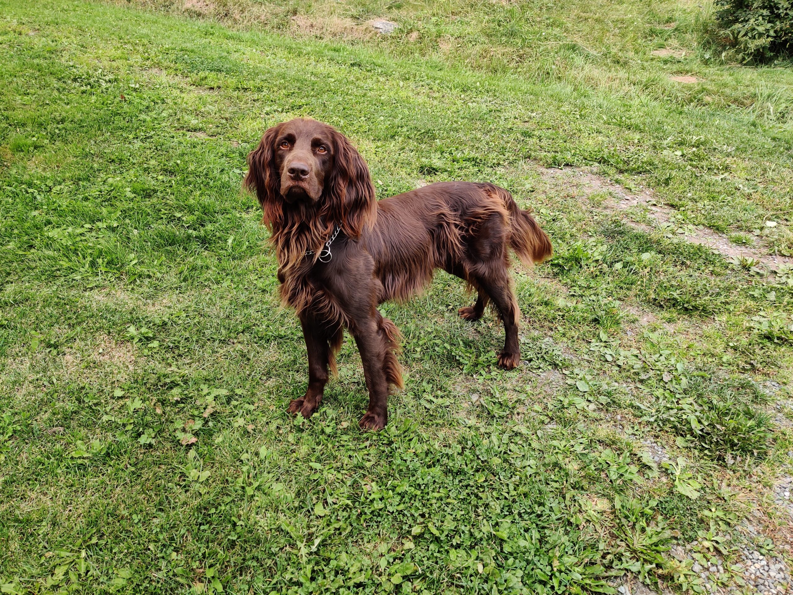 Gusano barrenador en perros: qué se sabe en EE. UU.
