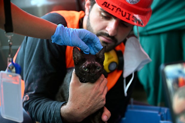 Rescatista sostiene a un gato encontrado entre los escombros en Venezuela