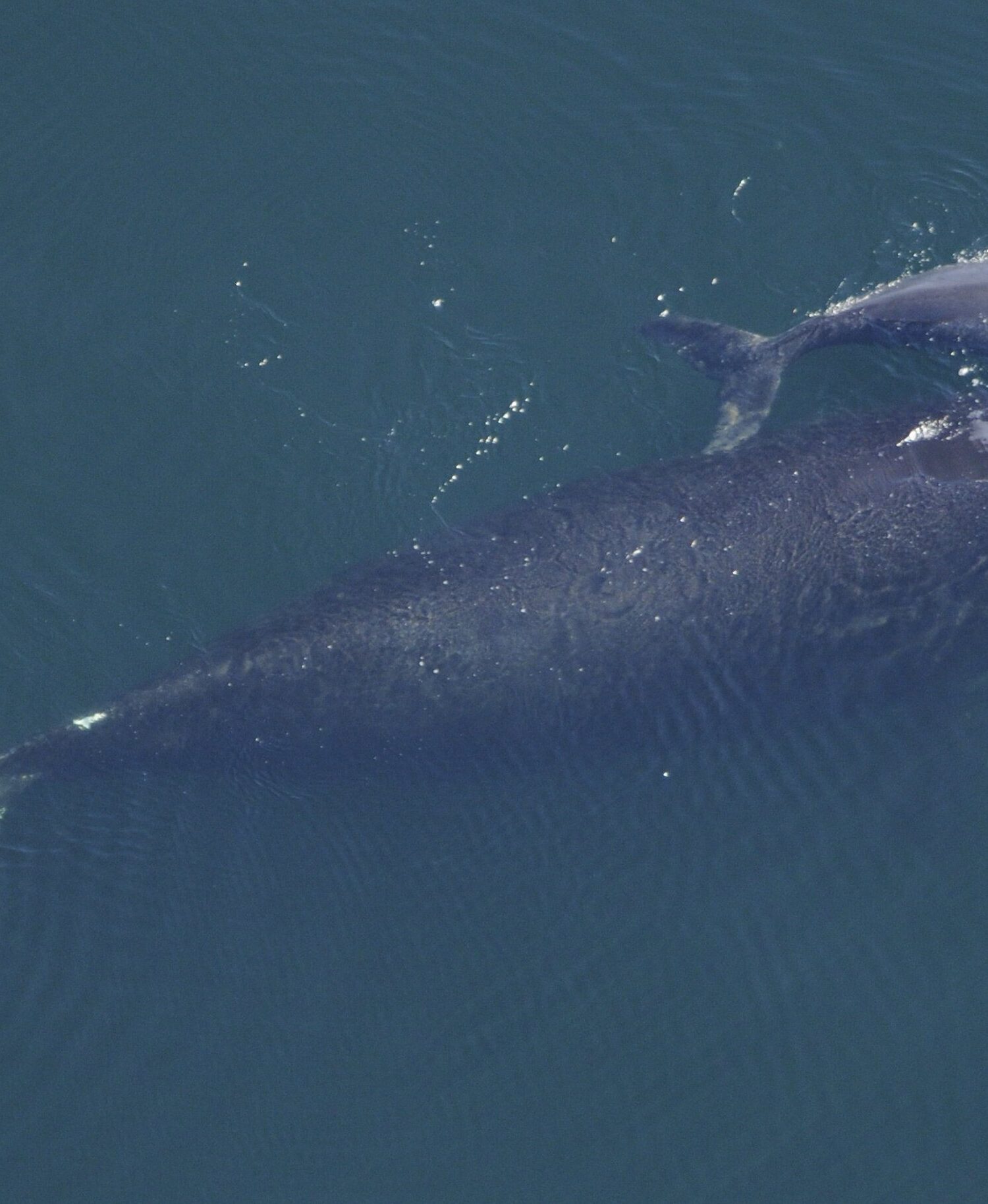 Ballena franca del Atlántico Norte nadando junto a su cría