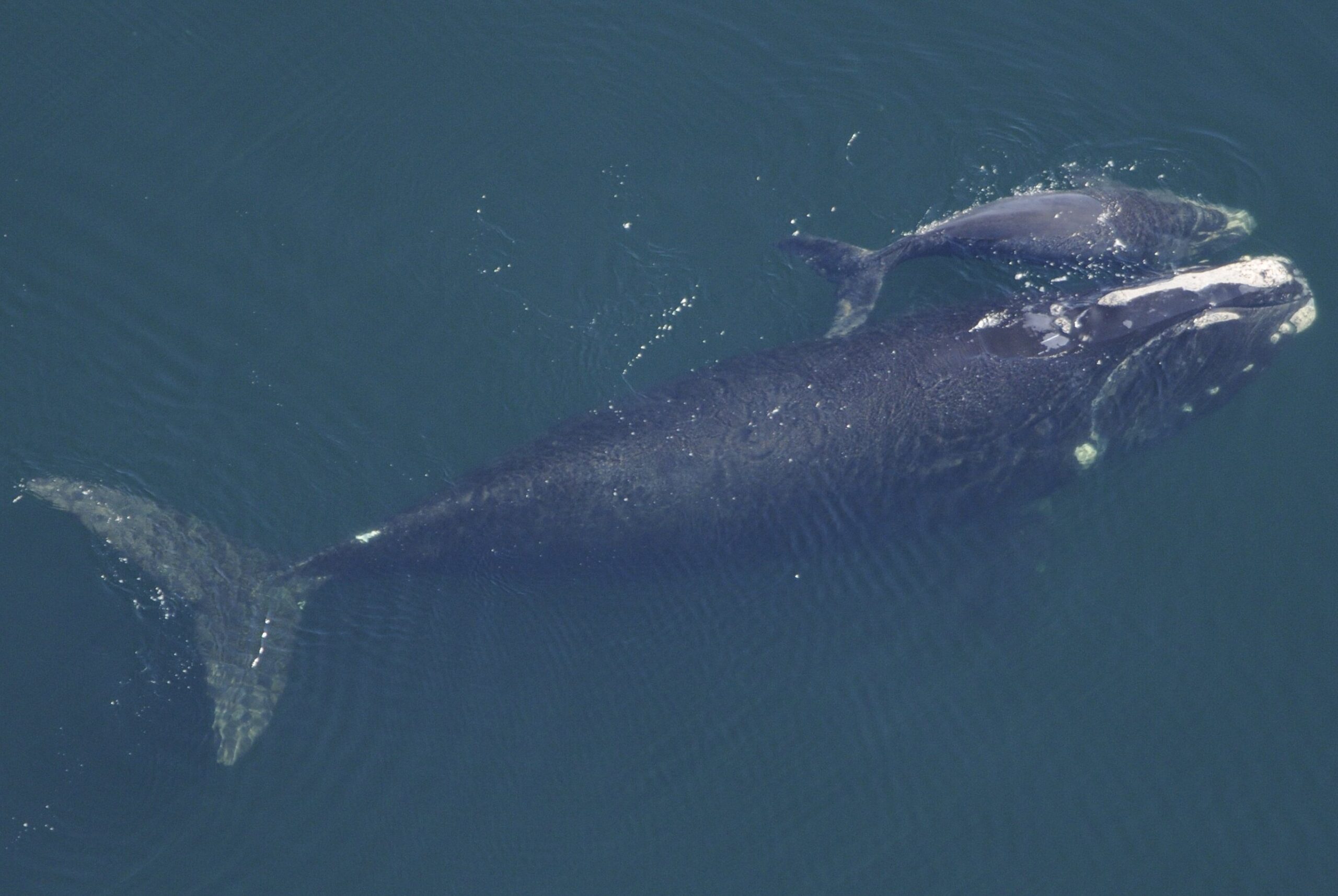 Ballena franca del Atlántico Norte: tecnología clave