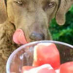 Perro junto a trozos de sandía y premios congelados preparados para mascotas