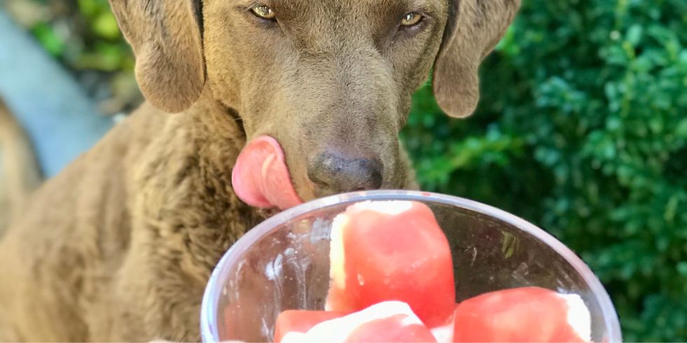 Perro junto a trozos de sandía y premios congelados preparados para mascotas