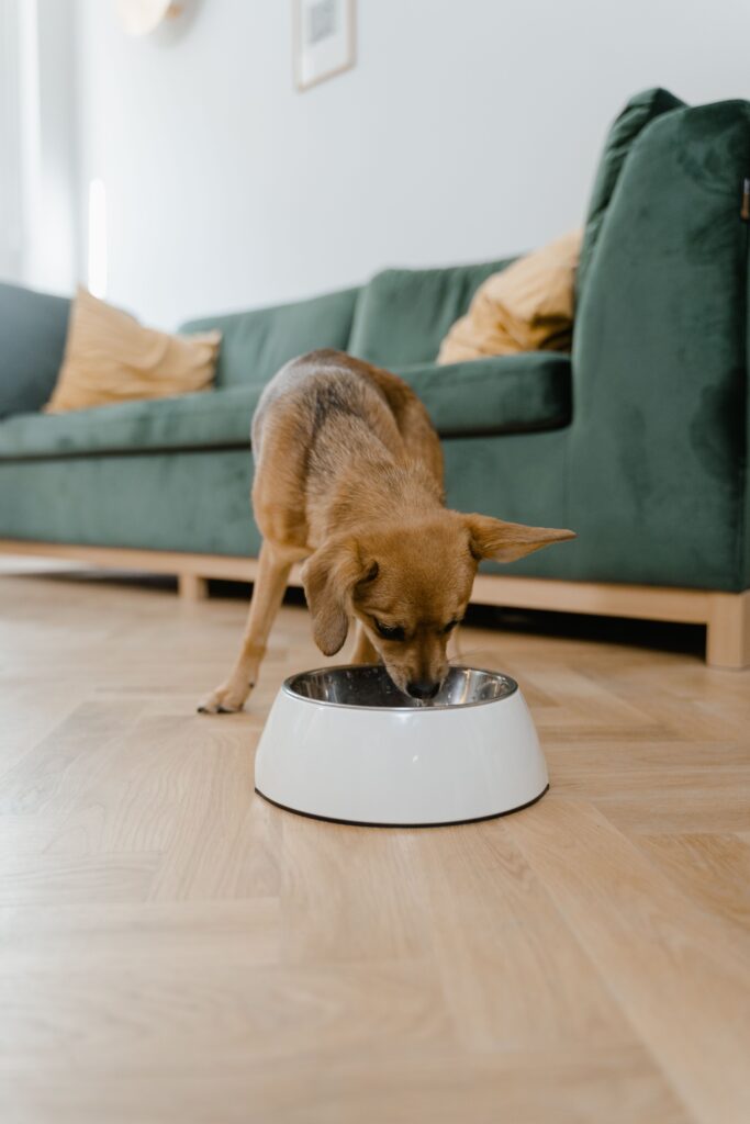 Perro comiendo de un recipiente con alimento húmedo