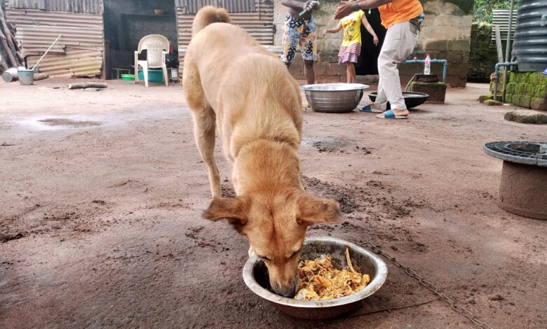 Perro comiendo de un recipiente con alimento