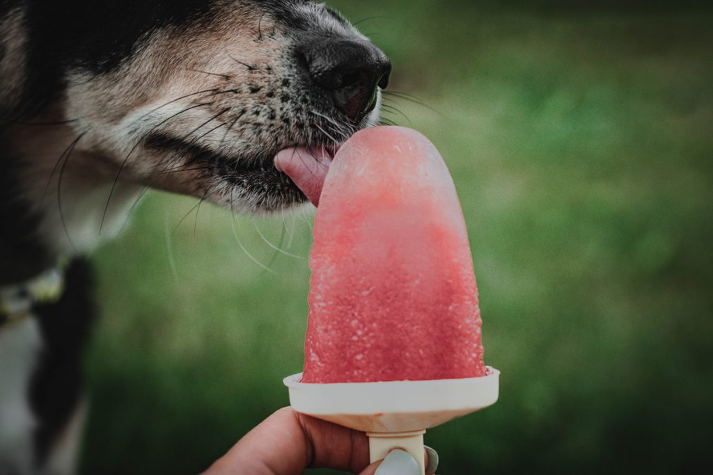 Perro lamiendo una paleta congelada elaborada con sandía