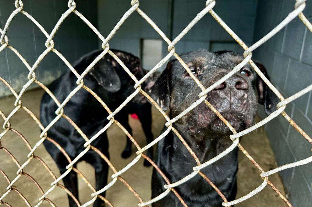 Dos perros rescatados cerca de Tupelo esperan un hogar temporal en un refugio de Luisiana