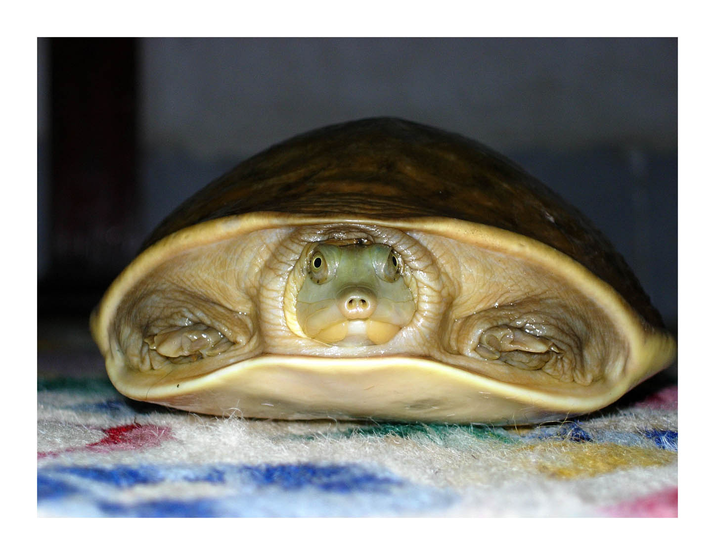 Tortuga doméstica retraída parcialmente dentro de su caparazón