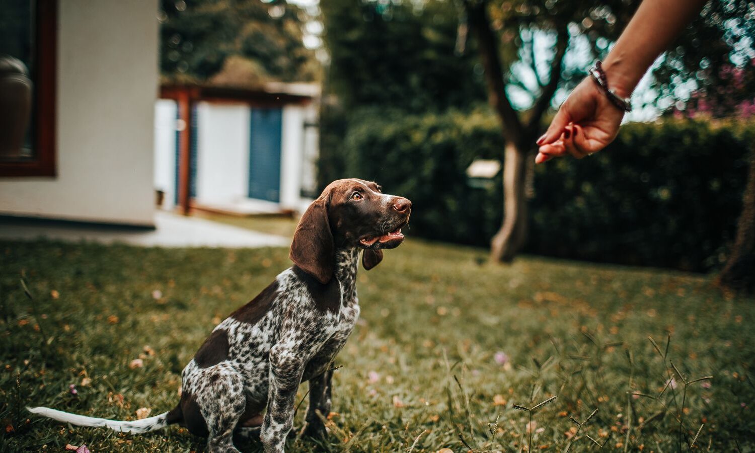 Persona recompensa a un perro durante una sesión de entrenamiento