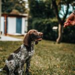 Persona recompensa a un perro durante una sesión de entrenamiento