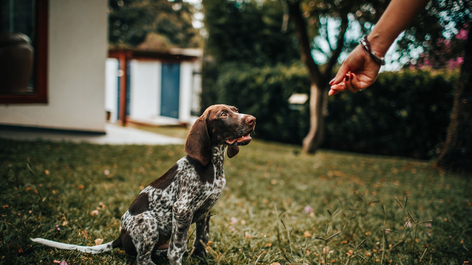 Premios caseros para entrenar perros