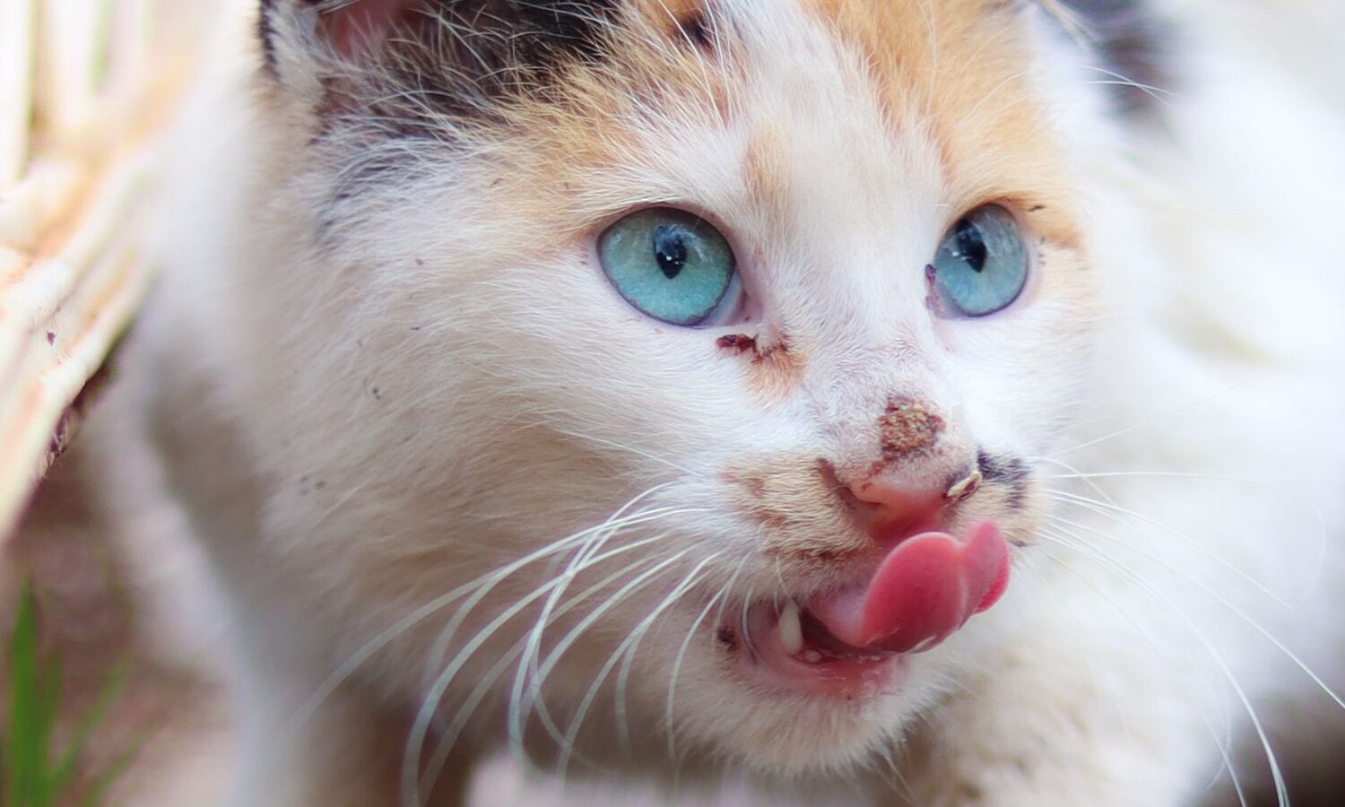 Gato doméstico esperando frente a un recipiente con alimento