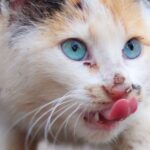 Gato doméstico esperando frente a un recipiente con alimento