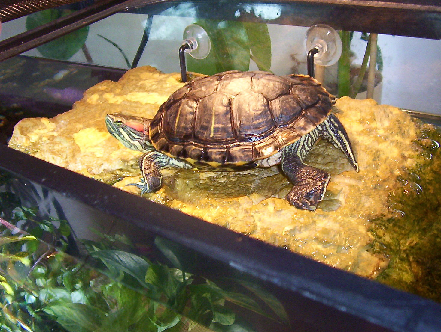 Tortuga de orejas rojas tomando el sol en su recinto