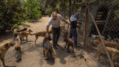 Trabajadores cuidan perros rescatados en el refugio de animales Mashala, en el sur de Líbano