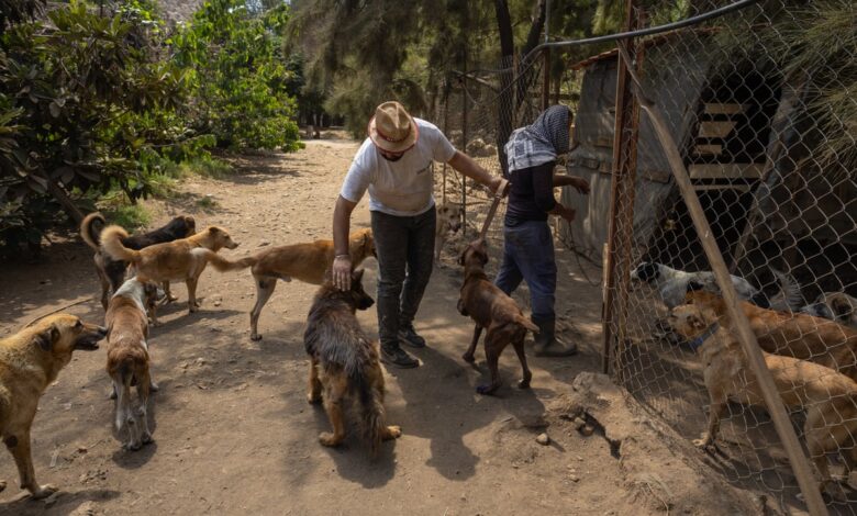 Trabajadores cuidan perros rescatados en el refugio de animales Mashala, en el sur de Líbano