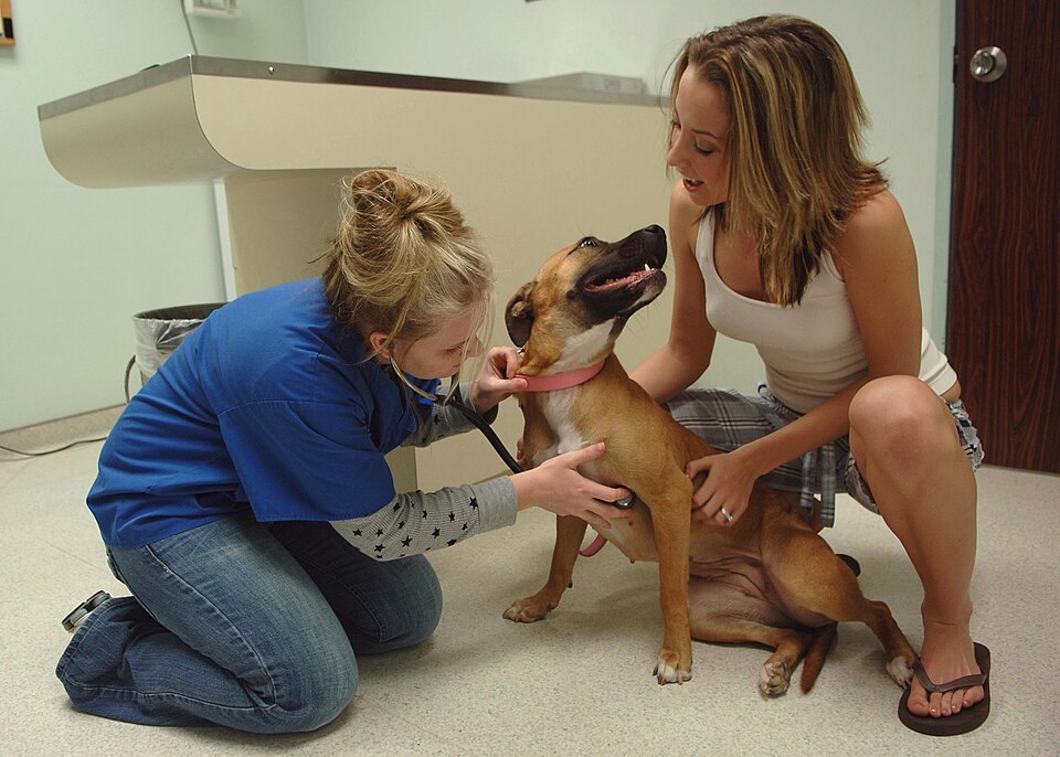 Veterinaria revisando a un perro durante una consulta