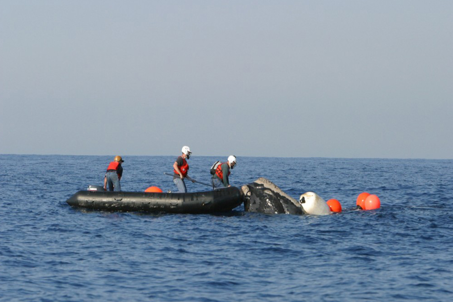Equipo de NOAA trabajando cerca de una ballena franca enredada