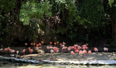 Grupo de flamencos rehabilitados en el Zoológico Nacional de Santo Domingo