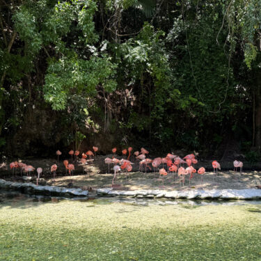 Grupo de flamencos rehabilitados en el Zoológico Nacional de Santo Domingo